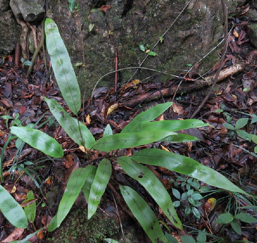  p>波氏石韦,清热利湿,止咳化痰.