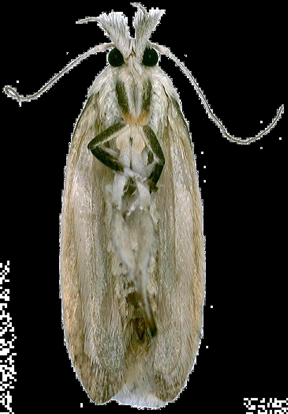  p>椰子织蛾,属 a target="_blank" href="/item/鳞翅目/1534992"