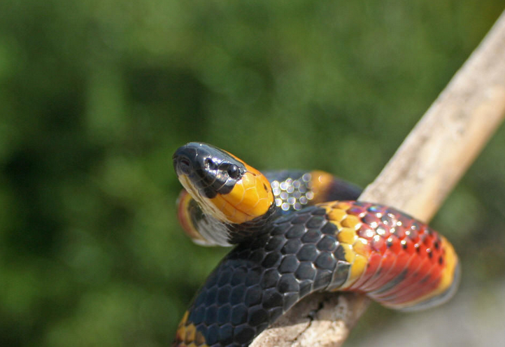  p>中华珊瑚蛇( sinomicrurus macclellandi ),俗称