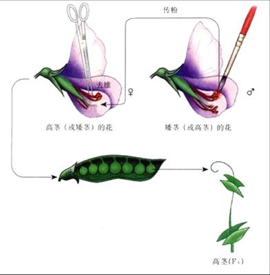  p data-id="gnwn8ryzpx">闭花授粉是同花授粉(自花传粉)的一种,花朵