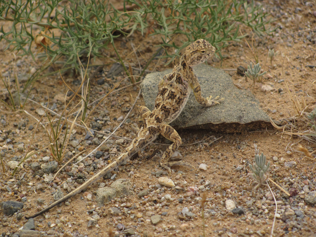  p>东疆沙蜥(学名: i>phrynocephalus grumgrizimailoi /i>) a target