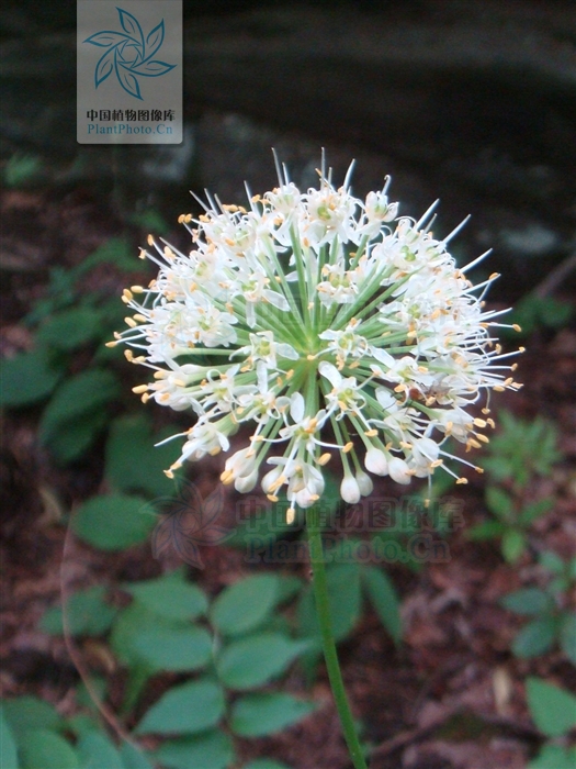  p> b>卵叶韭 /b>(学名: i>allium ovalifoli