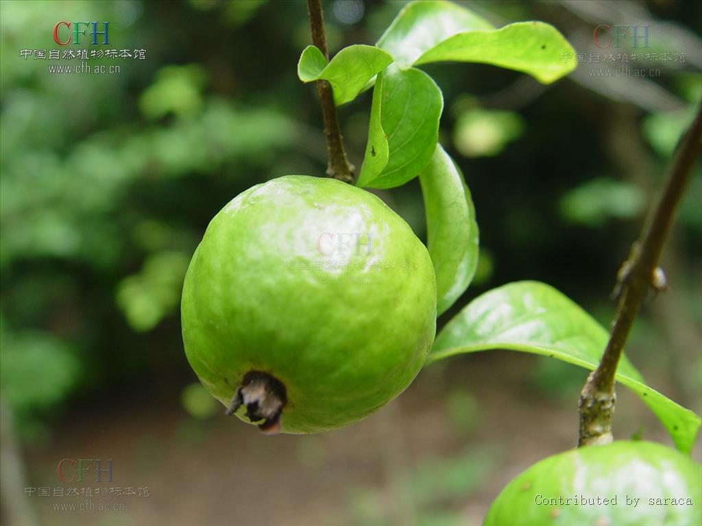  p>山石榴属 ,学名catunaregam wolf,约10种,分布于亚洲南部和东南部