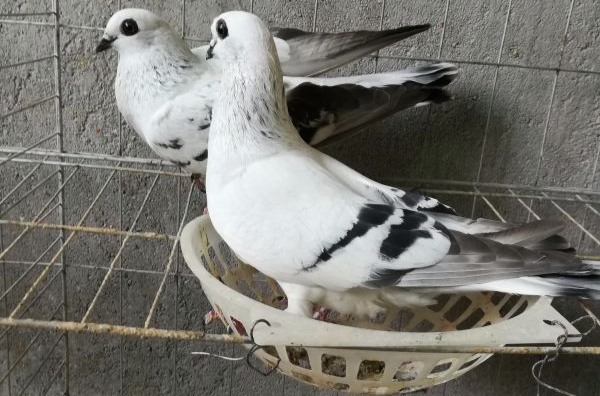 白瓦班鸽