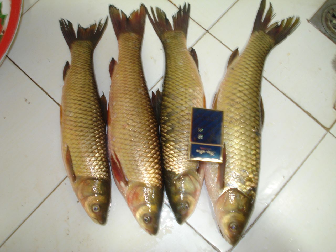  p>银飘鱼(pseudolaubuca sinensis)属 a target="_blank" href="