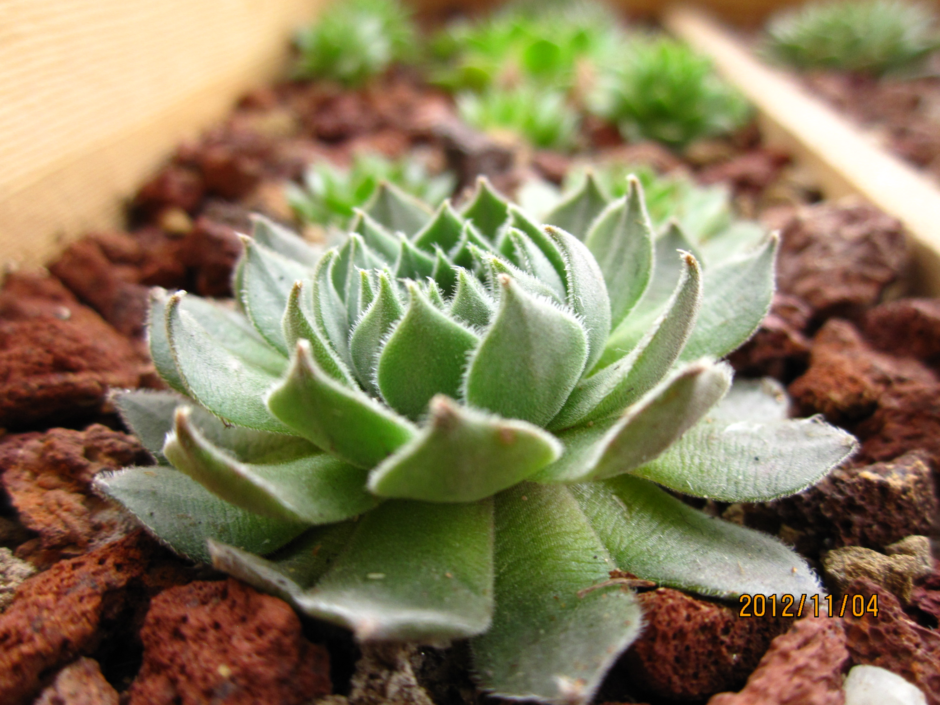 是景天科,长生草属多肉植物,植株莲座形,莲座叶盘很小,但易群生呈垫