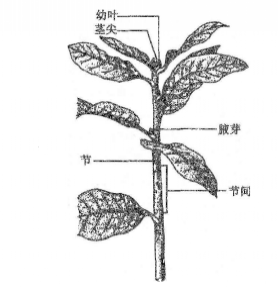 茎尖与根尖类似,具有无限生长的能力;茎尖不断生长