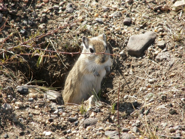  p>布氏田鼠(学名: i>lasiopodomys brandtii /i>),别称 a href="#"