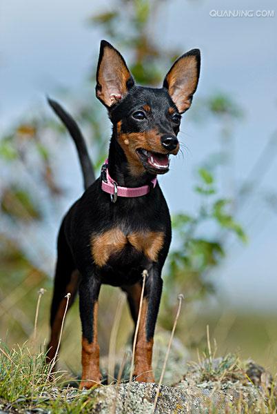  p>迷你杜宾犬起源于19世纪的 a href="#" data-lemmaid="147953">