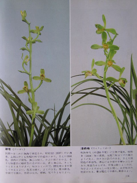  p>翠萼:蕙兰绿壳梅瓣,蕙兰新八种之一. /p>