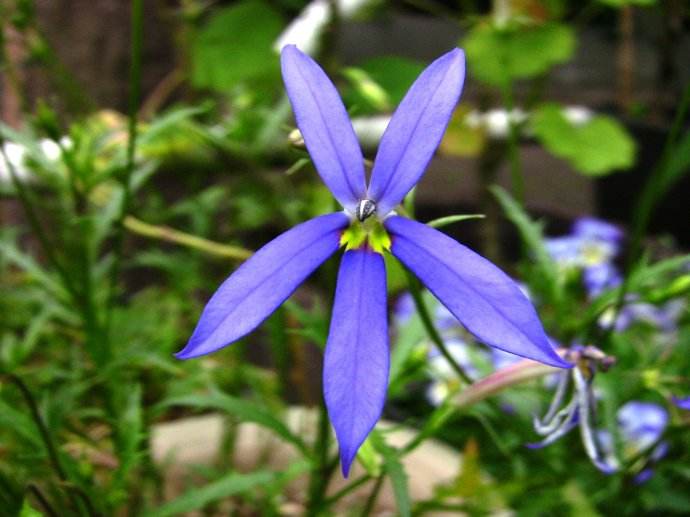  p>顶花半边莲(学名: i>lobelia terminalis c. b.