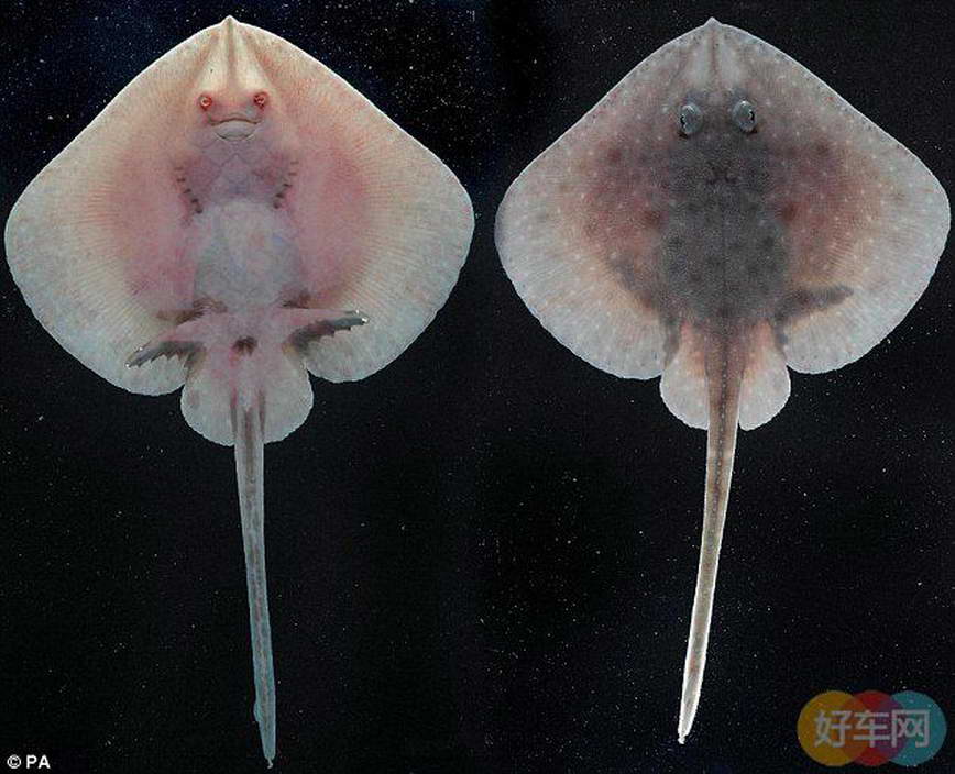 不同种类体型大小差异很大.