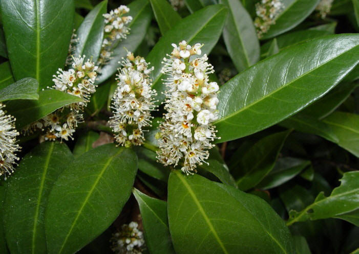 prunus laurocerasus