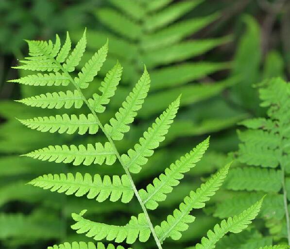 i>athyrium brevifrons /i> nakai ex tagawa)是蹄盖蕨科蹄盖蕨属植物