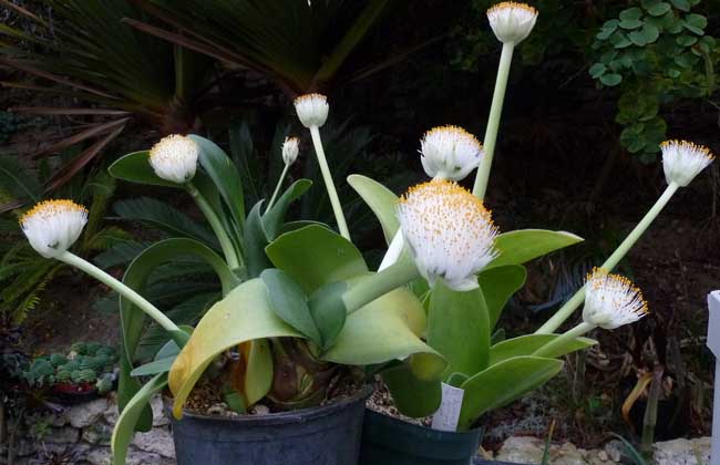 是石蒜科虎耳兰属的植 span class="ref" data-ctrid="tzarthuvjrhd"