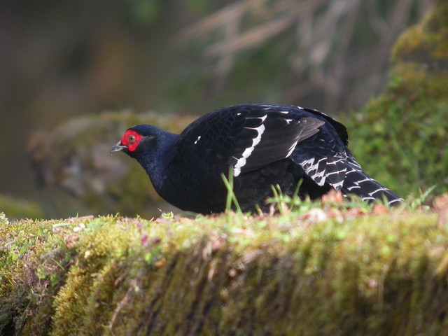  p>黑长尾雉(学名: i>syrmaticus mikado /i>)大型鸡类,体长53~88厘米