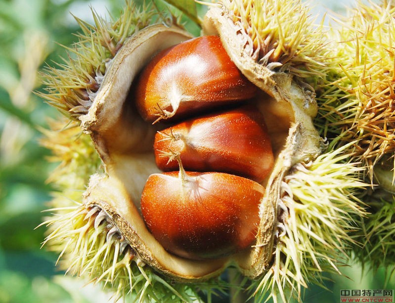  p>板栗是大悟县内主要特产之一,主要产地为宣化,丰店,三里,芳畈等山