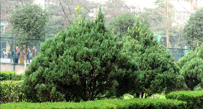  p>金叶桧(学名: i>sabina chinensis /i> (l.) ant. var.