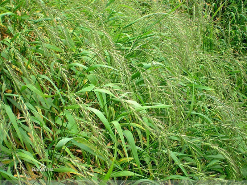 roegneria japonensis (honda) keng