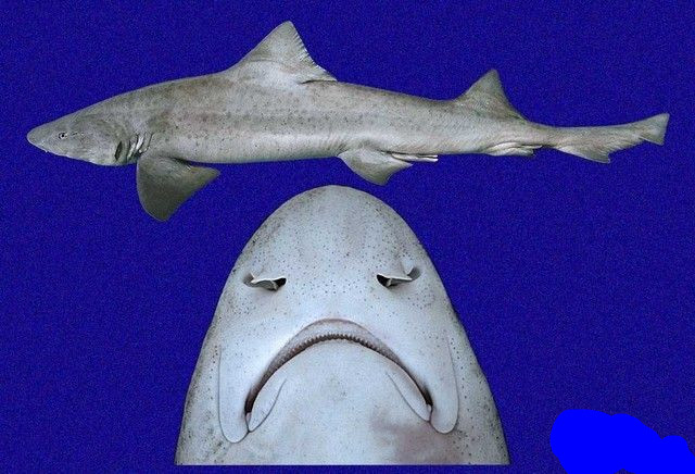  p>斑点皱唇鲨(学名:venustum)是皱唇鲨属下一个种. /p>