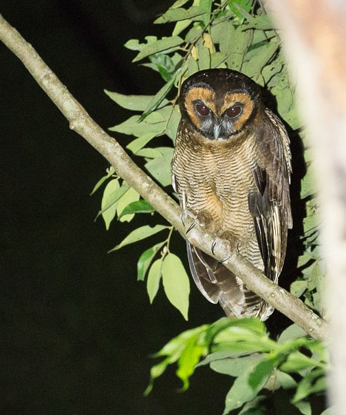  p>褐林鸮(学名: i>strix leptogrammica /i>)是夜行 a target="