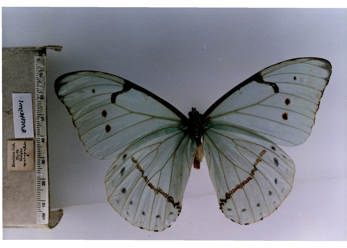 白摩尔闪蝶指名亚种