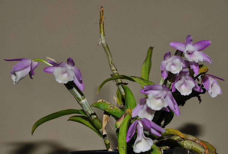  p>报春石斛(学名: i>dendrobium primulinum /i>  lindl.