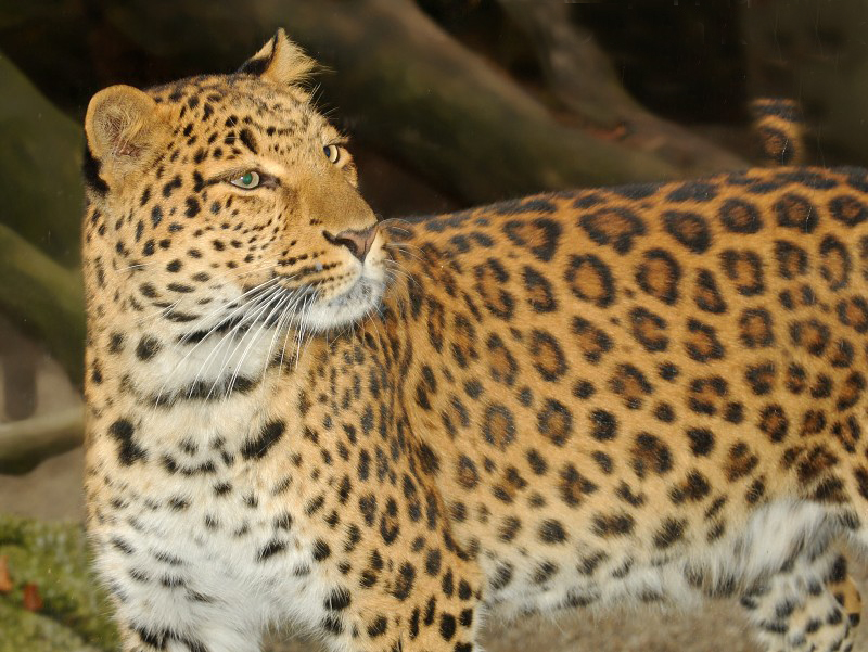  p>华北豹(学名: i>panthera pardus fontanierii /i>)是金钱豹亚种中