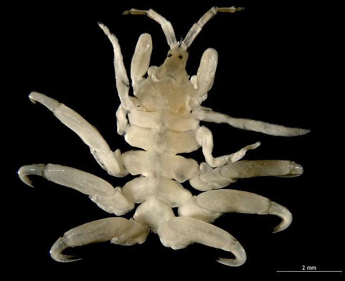  p>鲸虱(学名cyamidae)是 a href="#">节肢动物 /a>门软甲纲的海洋 a