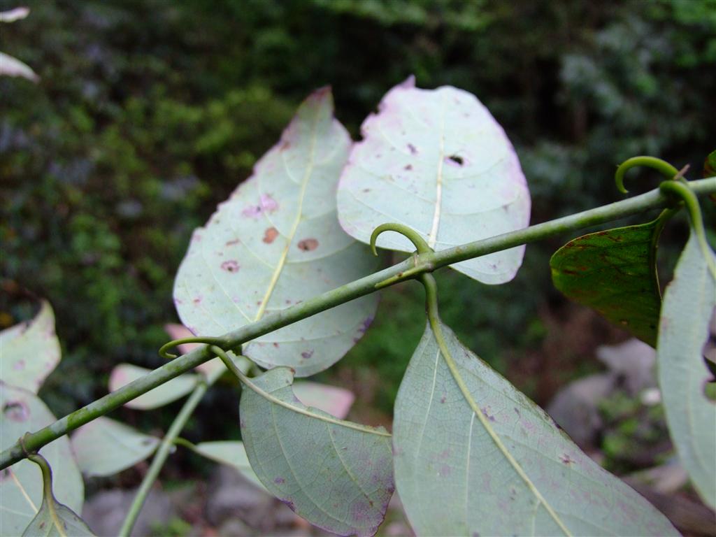 miq. ex havil.),茜草科钩藤属藤本植物.