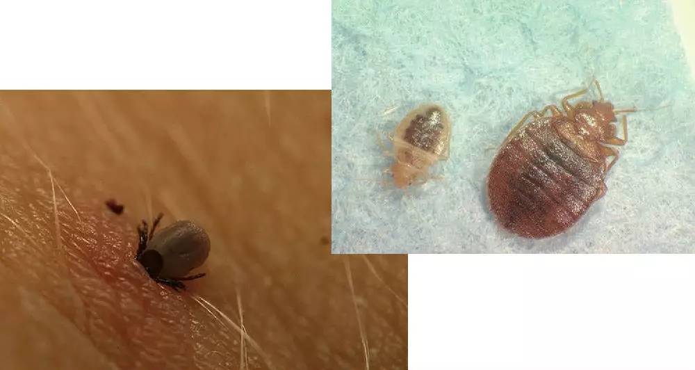 大自然中奇妙的寄生现象_百科TA说