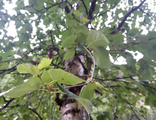 betula chinensis maxim.
