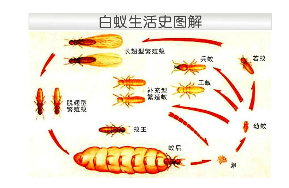  p>大水蚁 i>(又名:飞蚂蚁,虫尉) /i>,因为通常在下雨前出现,因此得名