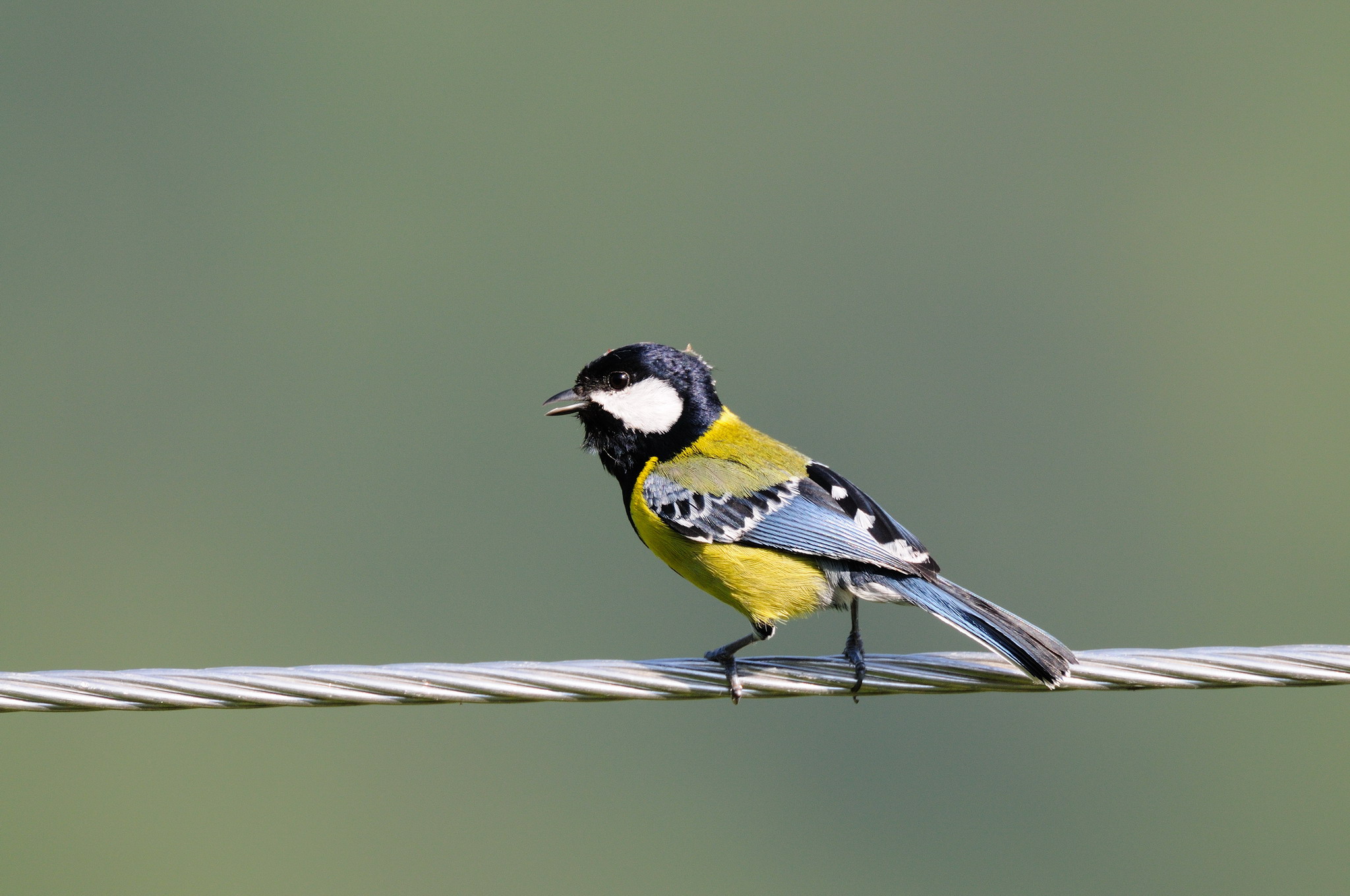 学名 i>parus monticolus /i>,英文名green-backed tit,也叫青背山雀