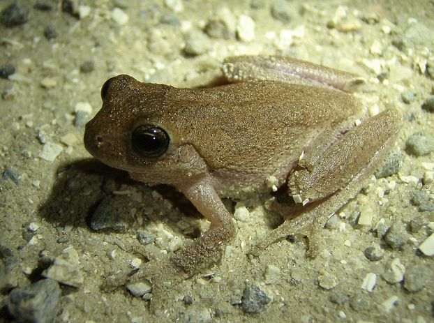 hyla femoralis)是小型 a target="_blank" href="/item/蛙类/7914407