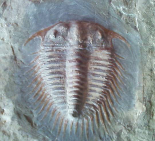 狮头虫,有宽阔的头部,并延长至侧面和尾部异常结实的颊部壳针处,还