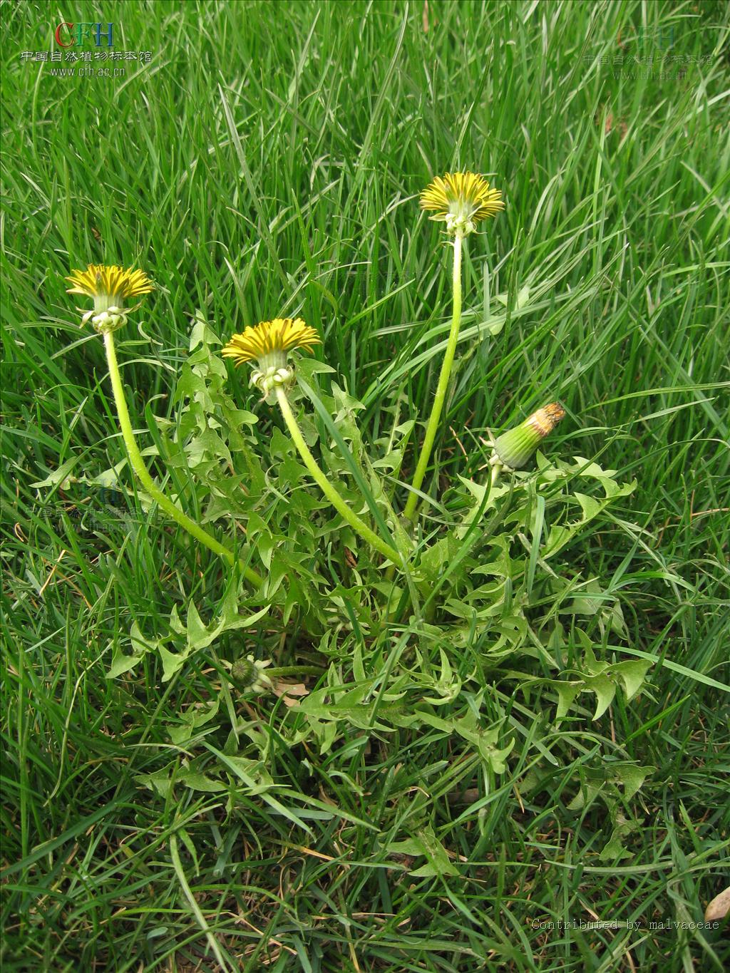 婆婆丁是什么植物(婆婆丁的学名叫什么)