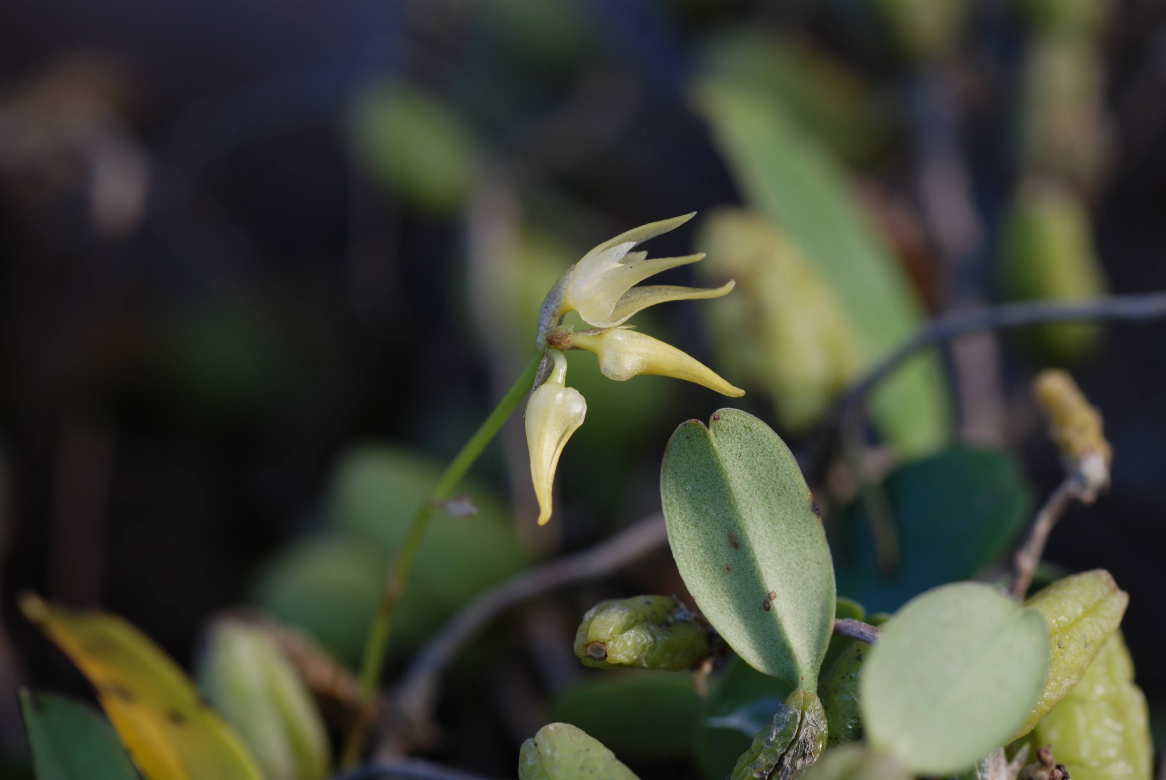  p>伞花石豆兰,根状茎纤细,粗约1毫米,分枝,幼时被膜质筒状鞘.