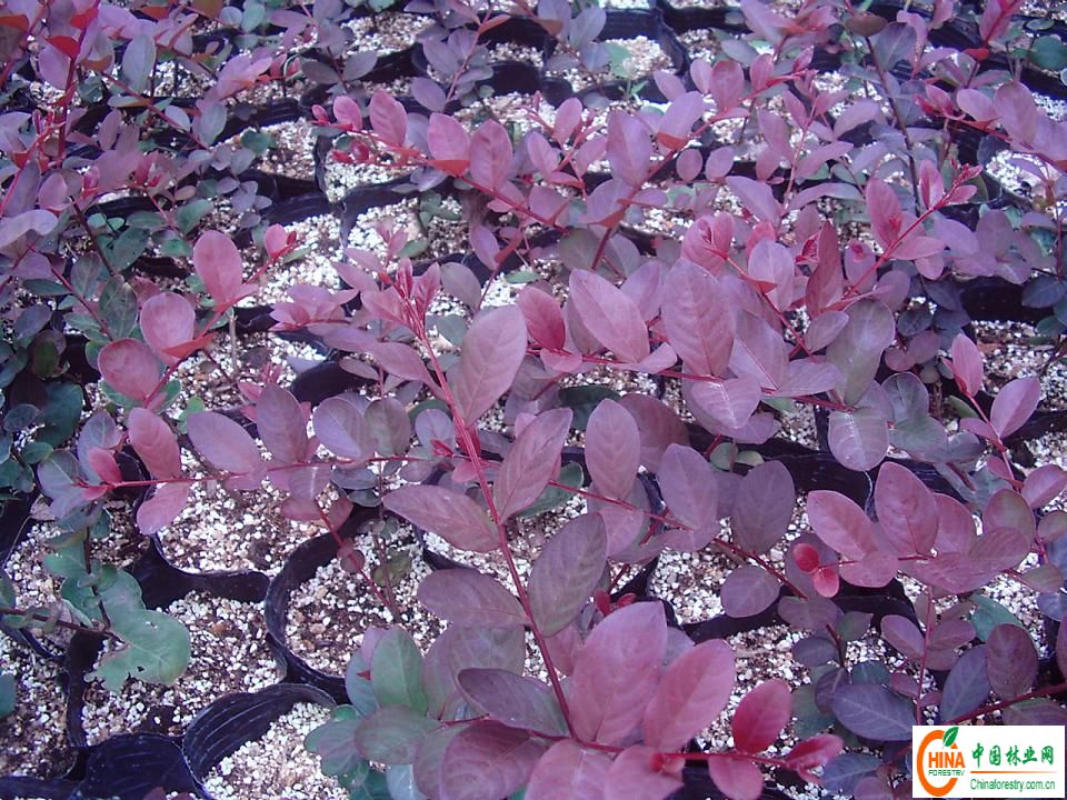 日本红叶乔木紫薇