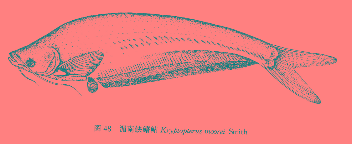 分布于 a>泰国 /a>曼谷及湄南河及湄公河以及云南澜沧江下流的景洪等.