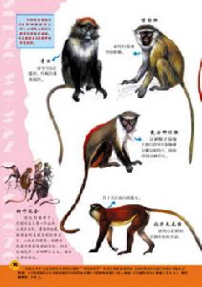 近猴类