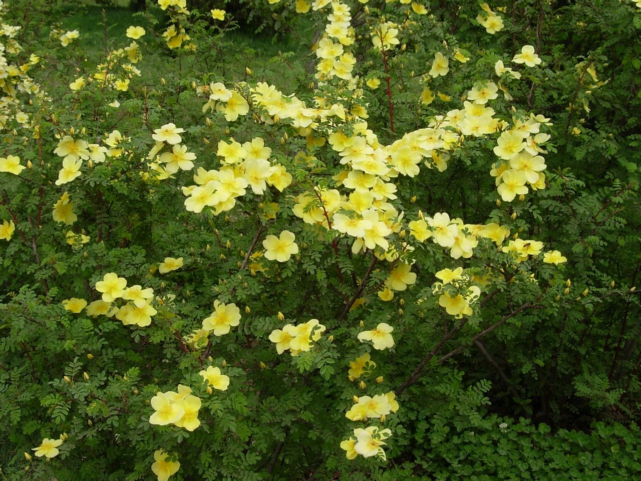  p>黄刺玫,拉丁学名: rosa xanthina lindl,落叶灌木.