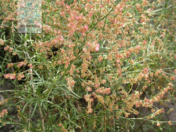  p>戟叶酸模,灌木植物,高50-90厘米.茎多分枝,老技木质.叶互生或簇生.