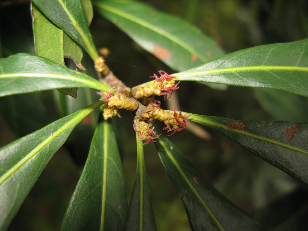  p>花粉囊(pollensac),  a href="#" data-lemmaid="2375527">雄蕊 /a