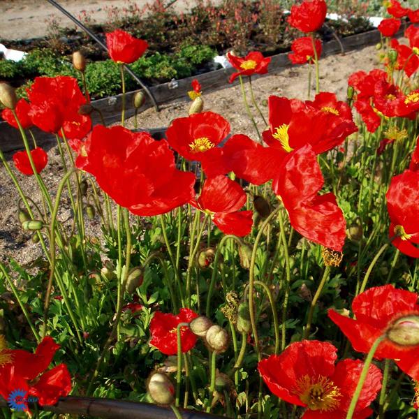  p>野罂粟(学名: i>papaver nudicaule /i>  l.