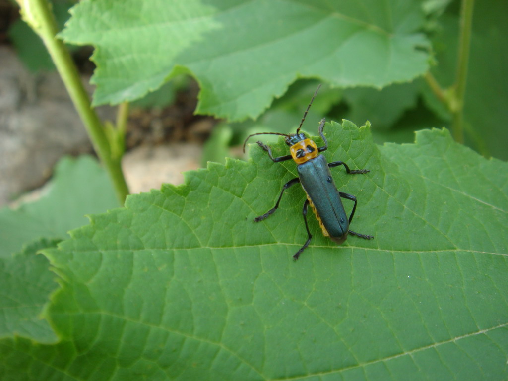  p>花萤科指的是 a>节肢动物门 /a>,六足亚门,昆虫纲,鞘翅目的一科.