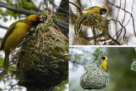  p data-id="gnwnlb95m9">织雀又称织布鸟,以擅长织巢而闻名,和麻雀