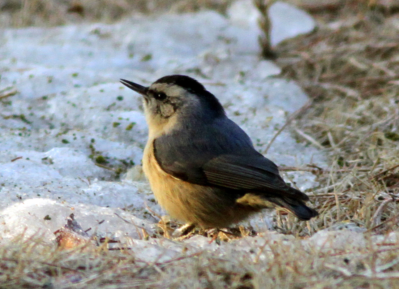  p>黑头鳾(学名: i>sitta villosa /i>):是小型 a href="#">鸣禽 /a>