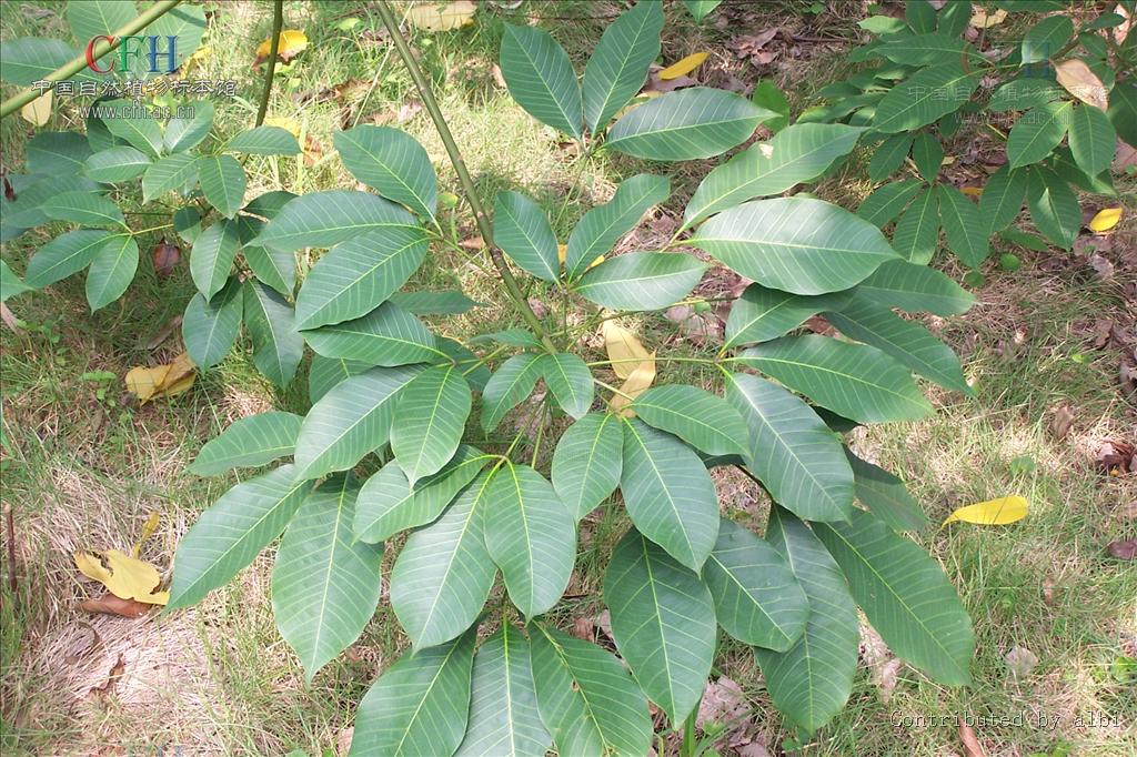 arg.)是大戟科,橡胶树属植物.