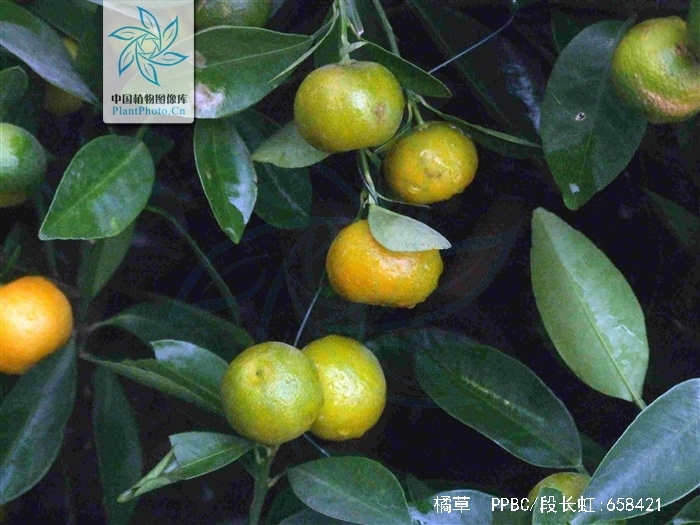  p>橘草(学名: i>cymbopogon goeringii /i> (steud.) a.